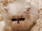 Tory & Jazz babies - Persian Cat For Sale - Fallbrook, CA, US