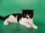 Yosya - Exotic Cat For Sale - Yucca Valley, CA, US