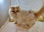 Scarlet - Persian Cat For Sale - Ava, MO, US