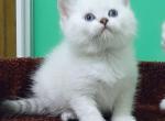 Rostik - Scottish Straight Cat For Sale - Hollywood, FL, US