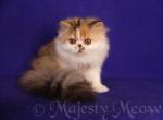 Dusya - Persian Cat For Sale - Yucca Valley, CA, US