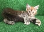 Hassi - Maine Coon Cat For Sale - Miami, FL, US