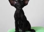 Semen - Oriental Cat For Sale - Norwalk, CT, US