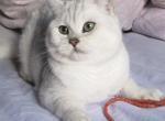 N O R R I S - British Shorthair Cat For Sale/Service - Houston, TX, US