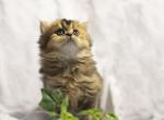 Scottish little girl - Scottish Straight Cat For Sale - Brooklyn, NY, US