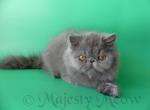 Gosha - Persian Cat For Sale - Yucca Valley, CA, US