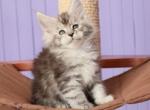 Nomella - Maine Coon Cat For Sale - Miami, FL, US