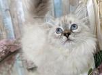 Vivian - Munchkin Cat For Sale - Joplin, MO, US