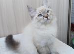 Gellert - Siberian Cat For Sale - Norwalk, CT, US