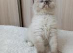 Izyuminka - Siberian Cat For Sale - Norwalk, CT, US