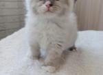 Iriis - Siberian Cat For Sale - Norwalk, CT, US