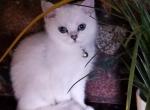 Coral - British Shorthair Cat For Sale - Houston, TX, US