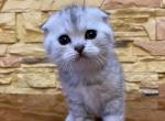 Uslada - Scottish Fold Cat For Sale - Hollywood, FL, US