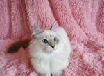 Mohito - Siberian Cat For Sale - Norwalk, CT, US