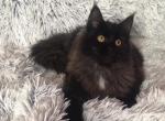 Amira - Maine Coon Cat For Sale - Hollywood, FL, US