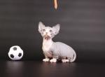 Porthos male Bambino kitten - Sphynx Cat For Sale - Norwalk, CT, US