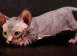 Peppermint male Bambino kitten - Sphynx Cat For Sale - Norwalk, CT, US