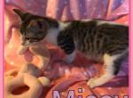 Missy - Munchkin Cat For Sale - FL, US