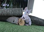 Night Rustle - Bambino Cat For Sale - Pembroke Pines, FL, US