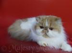 Adele - Persian Cat For Sale - Yucca Valley, CA, US