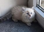 Jolie - Siberian Cat For Sale - Norwalk, CT, US