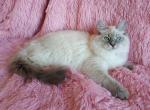 Thea - Siberian Cat For Sale - Norwalk, CT, US