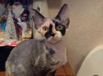 Veronica - Devon Rex Cat For Sale - Miami, FL, US