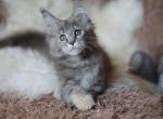 Pana Cota - Maine Coon Cat For Sale - Miami, FL, US