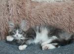 Paninero - Maine Coon Cat For Sale - Miami, FL, US