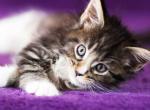 UA Mazurka Ursula - Maine Coon Cat For Sale - Brooklyn, NY, US