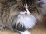 PRINCESS - Persian Cat For Sale - Brookings, OR, US