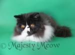 Artamon - Persian Cat For Sale - Yucca Valley, CA, US