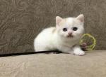 TavaniPaws Cupid - Scottish Straight Cat For Sale - Seattle, WA, US