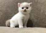 TavaniPaws Cristal - Scottish Straight Cat For Sale - Seattle, WA, US