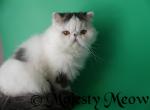 Salvador - Persian Cat For Sale - Yucca Valley, CA, US