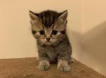 Scottish straight - Scottish Straight Cat For Sale - Philadelphia, PA, US