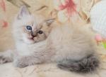 Landysh - Siberian Cat For Sale - Norwalk, CT, US