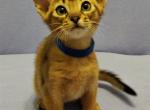 Quentin purebred Abyssinian male kitten - Abyssinian Cat For Sale - Norwalk, CT, US