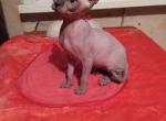 Amanda - Sphynx Cat For Sale - Norwalk, CT, US