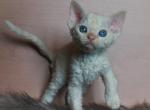 Marmaris - Devon Rex Cat For Sale - Miami, FL, US