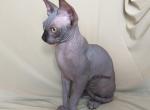 Patrick - Sphynx Cat For Sale - Norwalk, CT, US