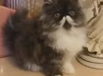 Grand Joy - Persian Cat For Sale - Hollywood, FL, US