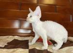 Pontiac - Devon Rex Cat For Sale - Miami, FL, US