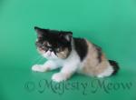 Leyla - Exotic Cat For Sale - Yucca Valley, CA, US