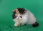 Agata - Persian Cat For Sale - Yucca Valley, CA, US