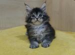 Julie - Maine Coon Cat For Sale - Hollywood, FL, US