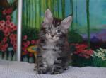 ZBoy - Maine Coon Cat For Sale - Hollywood, FL, US