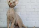 Nefertaty - Sphynx Cat For Sale - Norwalk, CT, US