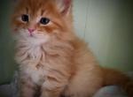 Siberian one Red  kittens in Brooklyn - Siberian Cat For Sale - New York, NY, US