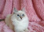 Mohito - Siberian Cat For Sale - Hollywood, FL, US